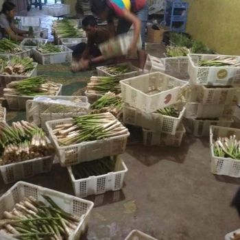 Fresh green Asparagus competitive price supplier From tanah Karo North Sumatra - PT. GABE INTERNATIONAL - Indonesia