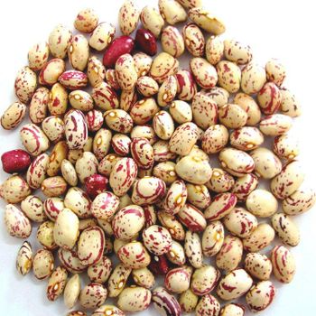 Chinese agriculture products Red Vigna bean/ red cowpea Color Red Type Cowpea Style Dried Weight (kg) 25 Drying Process - Henan Alchemy Food Co., Ltd. - China