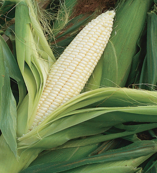 White Maize (Corn) - Raphael stanly industries - United States