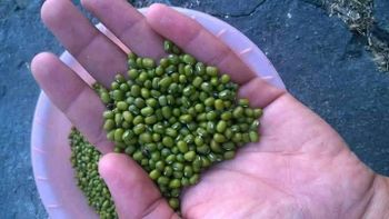 Green Mung Beans – product photo, Cut Green Beans products found from trusted suppliers, wholesalers, manufacturers & exporters Listing