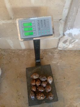 Cowries from TWT HEIGHTS LIMITED Cowries - TWT HEIGHTS LIMITED - Tanzania