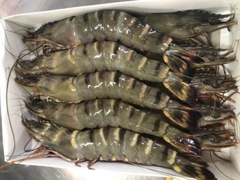 Hot Selling Frozen Black Tiger Shrimps Seafood LQF Process HALAL Certified Skinless Sachet 1kg 18 - TRADECENTRIC LLC - United States
