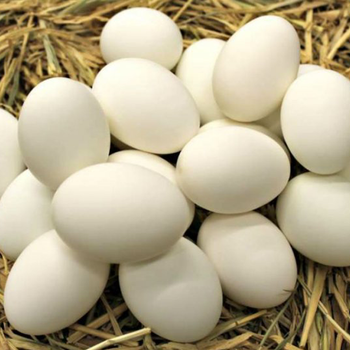 Fresh And Natural Hatching Duck Egg - Premium Quality, Good Condition | Duck Origin, Hatching Egg Variety, Cooked Style, Box Packaging - VERTEX TRADING LIMITED - United Kingdom