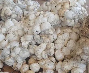 Best Price Fresh Latex 60% 65% 70% Natural Rubber Cup Lump Direct From Vietnam Factory High Quality Raw Rubber Material Whatsapp +255787979235 - AL JABLI TRADING COMPANY LIMITED - Tanzania