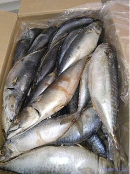 Mackerel - FISHERIES INTL - Mauritania