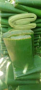 Fresh Banana Leaves from PT An-Nisa FarmExport Fresh Banana Leaves - PT An-Nisa FarmExport - Indonesia