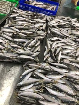 Frozen Round Scad - Pisces Import Export Company Limited - Vietnam