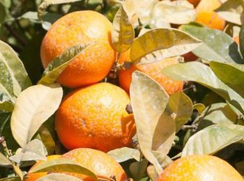 BALTULAR SATSUMA MANDARIN TANGERINE - TEMAS GROUP EXPORT PARTNERS - Turkey