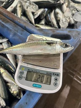 Chub Mackerel Origin South Africa Moisture Content ≤ 80% Storage Conditions -18°c Or Below Fat Content 8%–20% (varies By - BF GLOBAL TRADING (PTY) LTD - South Africa