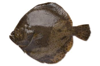 turbot - LOUKA PESCADOS - Morocco