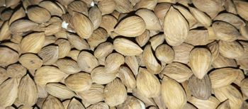 Organic Sweet or Bitter Apricot Kernels & Mountain Produce from Ghazi Organic Organic Sweet or Bitter Apricot Kernels & Mountain Produce - Ghazi Organic - Pakistan