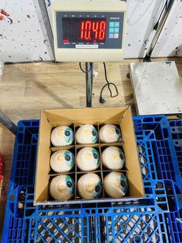 Yong coconut fruit 1 carton 9 coconuts, Fresh young coconut from Vietnam - VIETEX AGRI  TRADING CO  LTD - Vietnam