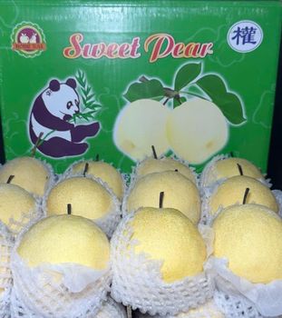 Chinese Pear (singo pear, goong pear, ya pear, shandong pear) - MAJESTIC ORCHARD - United States