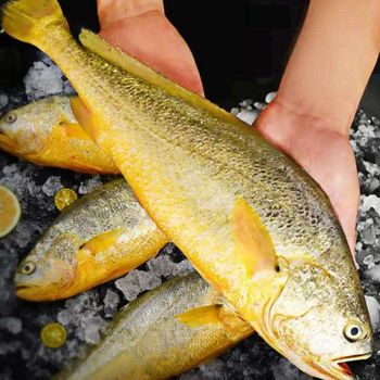 冰鲜黄鱼 - SHANGHAI JUNYANG AQUATIC PRODUCTS CO.,LTD. - China
