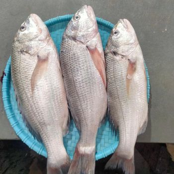 Wholesale Excellent Quality Whole Frozen White Snapper Fish Trans-Fat Free Low-Carb Low-Sugar Top Grade Vacuum Packed - TRADECENTRIC LLC - United States