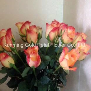 Hot Sale Wonderful Fresh Cut Flower Rose Jinhui Rose - Kunming Gold Petal Co., Ltd. - China