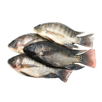Frozen Tilapia Fish Whole Round Frozen Black Tilapia Fish Price Per KG - NUTRIDIET LDA - United Kingdom