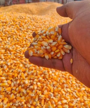 Non GMO Yellow Corn Maize Grade A Color Yellow Type Yellow Corn Place of Origin Myanmar Max. Moisture (%) 14% Max Application Suitable For Human Consumption And Animal Feed - Items Zone International Trading Co., Ltd - Myanmar