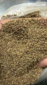 Ajwain carom seed - 3757825-1 - Pakistan