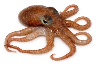 Block Frozen Octopus - PT Sumber Niaga Alam Sejahtera - Indonesia