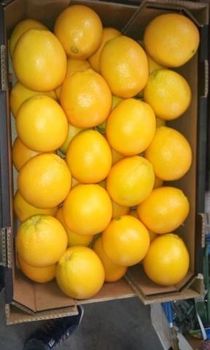 Fruit and vegetable - Muhammad Yuns Mian - Pakistan