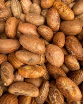 Direct Supplier Quality Bitter Kola Nut in Big Bags / African Bitter Cola Nuts Raw Kola Nuts for Sale - VERTEX TRADING LIMITED - United Kingdom