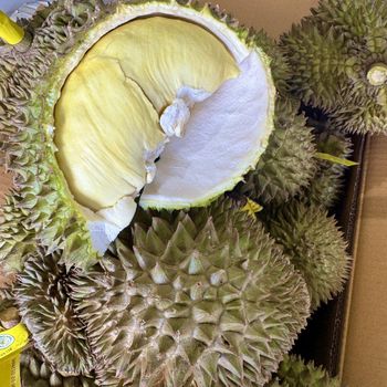 Premium Fresh Organic Peeled Durian Mon Thong King of Fruits Original Taste From Thailand Rich & Creamy 500G/BOX (Peeled) from NUMBER ONE 789 CO., LTD. Premium Fresh Organic Peeled Durian Mon Thong King of Fruits Original Taste From Thailand Rich & Creamy 500G/BOX (Peeled) - NUMBER ONE 789 CO., LTD. - Thailand