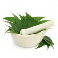 Neem Leaves (Azadirachta Indica) -  Nitin Export & Trading Company  - India