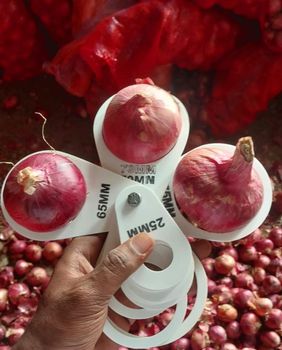 Onion – product photo, Fresh Sweet Onion products found from trusted suppliers, wholesalers, manufacturers & exporters Listing