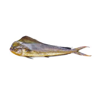 Frozen Mahi Mahi Fish Wild Ocean Harvest Offering High Protein Content And Trusted Frozen Seafood Supply - TOSOH INTERNATIONAL - South Africa