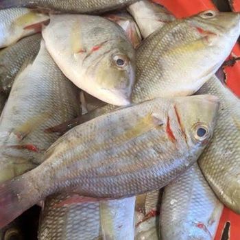 Fresh Frozen Whole Emperor Fish - HIGH QUALITY Shape Piece Grade GRADE AA Type Frozen Fish Thawing Time Fast Hormone Content None - PT Savya Coco Provita - Indonesia