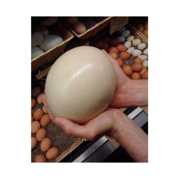 Bulk sale ostrich eggs provided for trade buyers with premium handling - Leta Trading sprl - Poland