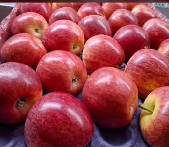 Fresh Gala, Golden, And Red Apples - NINE FRUITS EXPORTS (PTY) LTD - South Africa