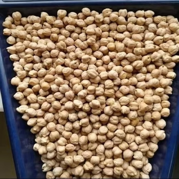 Naturally Grown Kabuli Chickpeas Prepared For Bulk Packaging Export Shipments And Food Ingredient Sourcing - TOSOH INTERNATIONAL - South Africa