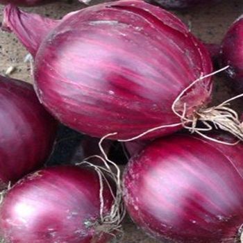 Organic Cultivated Fresh Onion Prepared With Natural Farming Methods And Secure Carton Packing - malter group - Tanzania