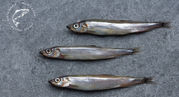 Capelin Roe Origin - Triton - Iceland