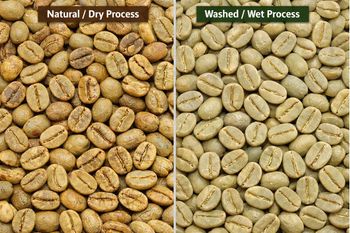 Coffee Beans - Gambo International Trading PLC - Kenya