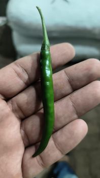 Green Chilli Form Fresh Color Green Source Trusted Farms Flavor Spicy With Vibrant Flavor Application Key Staple Ingredient In Many - AARK globalex fz LLC  - United Arab Emirates