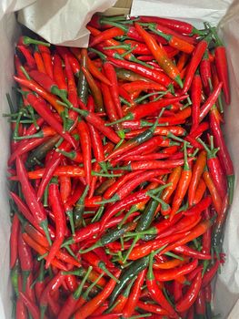 Fresh Chili - MANTIS AGRO COMPANY LIMITED - Vietnam