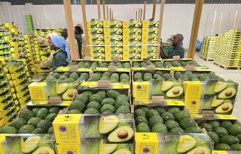 Fresh Hass Avocado Origin Kenya Grade Class I Shape Pear Shaped Cultivation Type Hass Place of Origin Kenya Organic Conventional, Yes - Pendo Orchards Limited Kenya - Kenya
