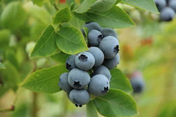L25 Blueberry Seedlings Blueberry Saplings - Pingdu Jintian Horticultural Farm - China