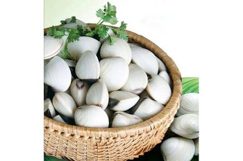 Clam - AGOFISH - Vietnam