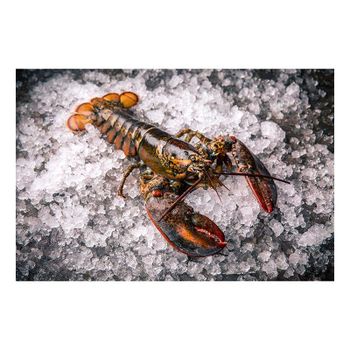 Premium quality raw whole lobster prepared for bulk buyers with fast delivery from BMU TRADING GMBH Premium quality raw whole lobster prepared for bulk buyers with fast delivery - BMU TRADING GMBH - Germany