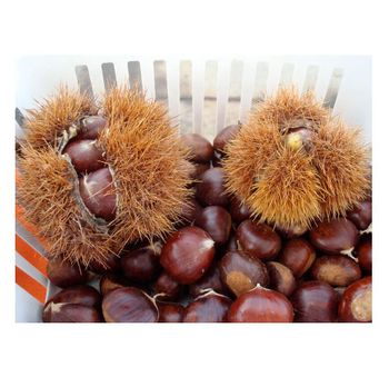 Good Selling Import Fresh High Quality Chestnuts Kernels For Sale from CALIPSO POLSKA SP Z OO Good Selling Import Fresh High Quality Chestnuts Kernels For Sale - CALIPSO POLSKA SP Z OO - Poland