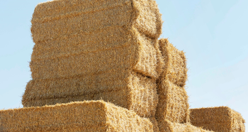 Wheat Straw from SOOMRAS INTERNATIONAL TRADING Wheat Straw - SOOMRAS INTERNATIONAL TRADING - Saudi Arabia