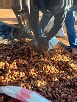 Raw Turmeric - Pasture Lane investments - Zimbabwe