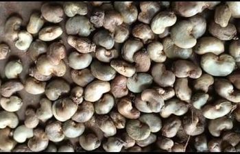 Raw Cashew Nut - AYAAT-ALAM TRADING COMPANY LTD - Vietnam