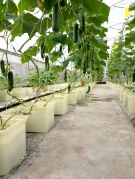 Greenhouse Hydroponics Farm Drip Irrigation Dutch Bucket System Hydroponic Bato Pots - G AND N FORTUNE LIMITED - China