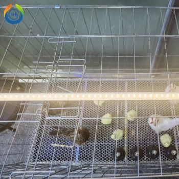 IP67 50000h Three-Color Dimmable LED Poultry Light Tube for Chicken Farming - Xiamen Good Light Technology Co., Ltd. - China