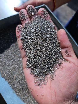 Black Chia Seeds from TRILOKNATH TRADERS Black Chia Seeds - TRILOKNATH TRADERS - India